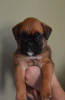 Tiki x Ojabun puppy " Fiji "